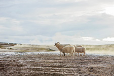 Iceland-Northern Tours-Shepherd's Trail in Northern Iceland